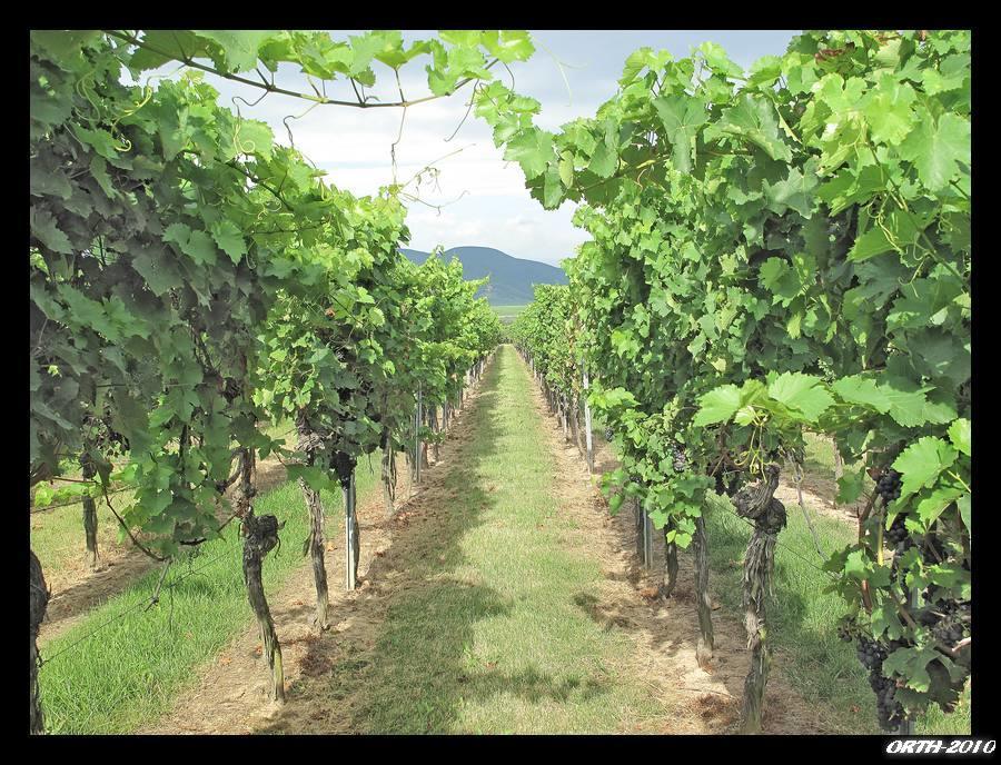 Gaestehaus Weingut Glas Neustadt an der Weinstraße Екстериор снимка